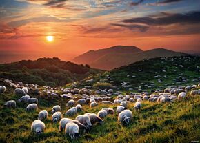 Humboldt puzzle Sheep and Volcanoes